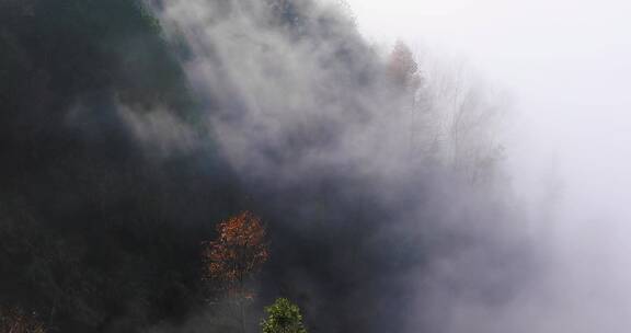 晨曦江南高山森林树林云海云雾生态环境