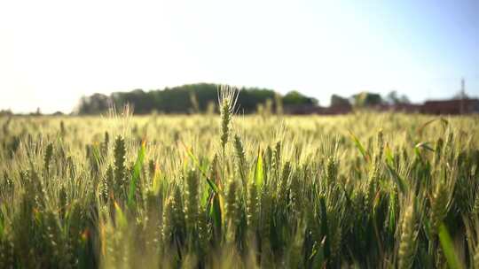 绿色小麦成熟麦地