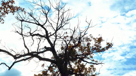 秋天掉光叶子的树木上空蓝天白云流动
