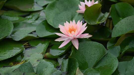 隋唐植物园雨中睡莲视频素材模板下载