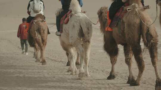 人们骑着骆驼在沙漠中前行视频素材模板下载
