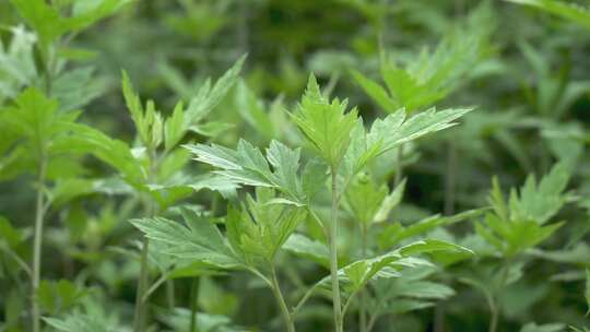 茂盛的艾草艾叶植物景观