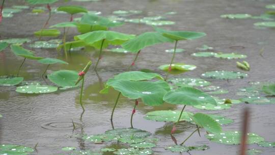 荷叶在细雨中摇曳