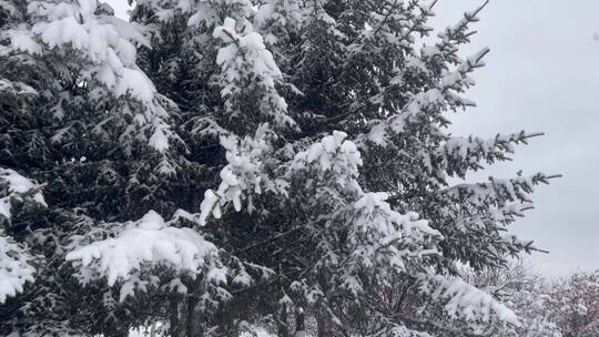 松树飘雪