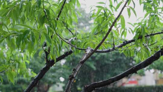 雨水打在绿色树叶上的唯美