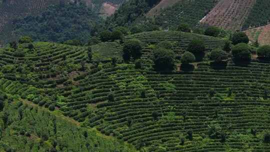 茶园茶山茶叶视频素材模板下载