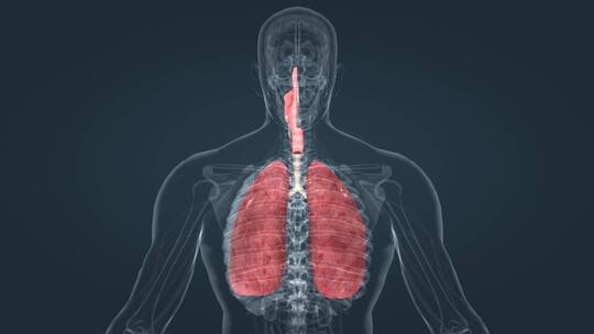 医学 肺功能 肺呼吸 肺活量 深呼吸动画