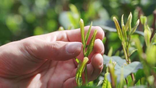 茶农用手抚摸茶叶慢镜头