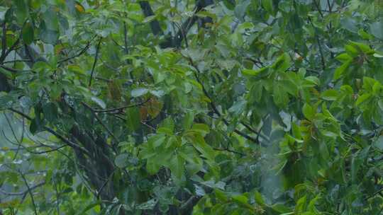 雨季树林下雨 树叶 树枝