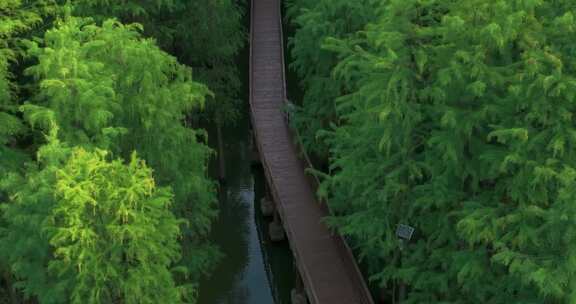 杭州临安青山湖水上森林水杉林