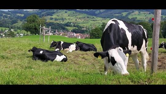 牧场奶牛吃草视频素材模板下载