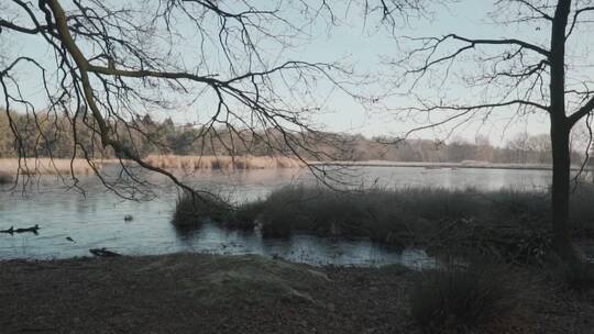 冬天湖边光秃秃的树