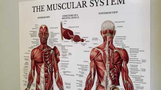 墙上的肌肉系统海报