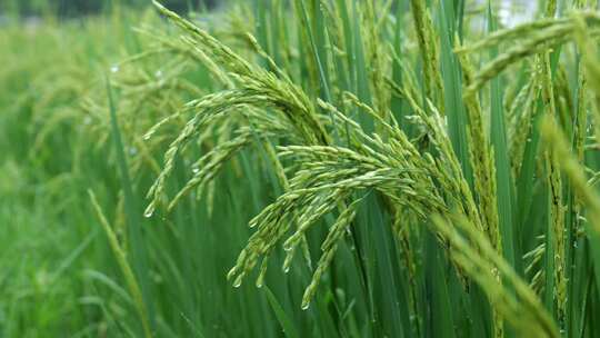 雨中的稻穗水稻特写雨露水珠田野