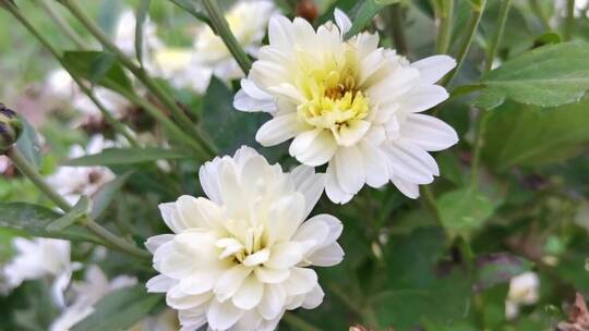 白色菊花花朵