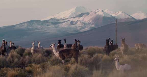 羊驼，咀嚼，牛群，Sajama