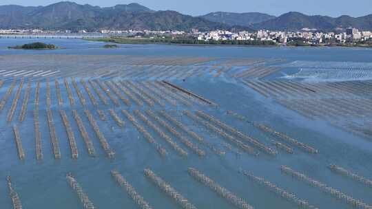 生蚝海上养殖场壮观景象