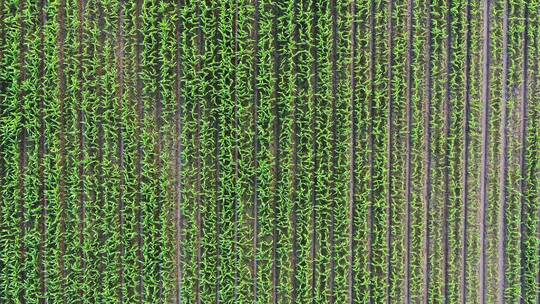 中国农业经济发展大型玉米种植地