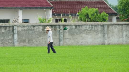 农民在田野里干农活务农插秧视频素材模板下载