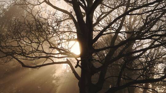 清晨阳光透过树枝景观