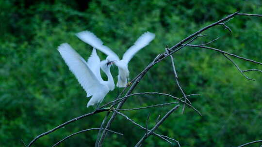 白鹭站在树枝上