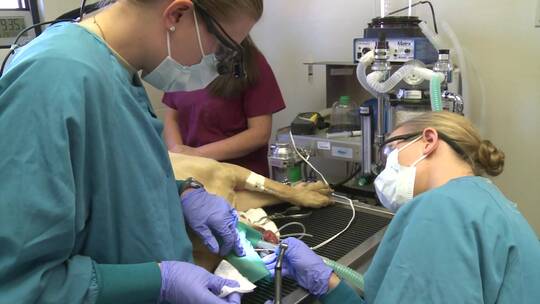 狗狗因牙齿断裂在兽医办公室接受手术视频素材模板下载
