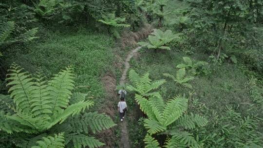 高清航拍四川乐山桫椤大峡谷森林自然风光