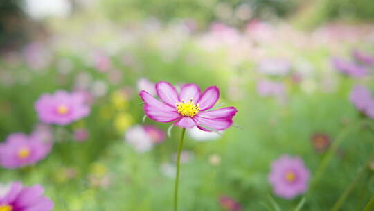 春天夏初格桑花五颜六色花朵