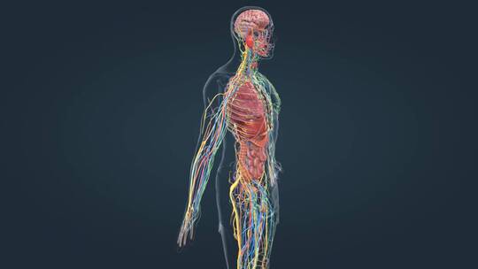 医学人体器官肾脏内分泌系统肾上腺三维动画