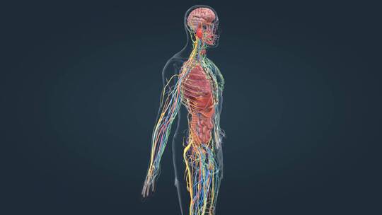 医学人体器官肾脏内分泌系统肾上腺三维动画视频素材模板下载