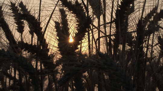 秋天农村夕阳小麦田野麦穗