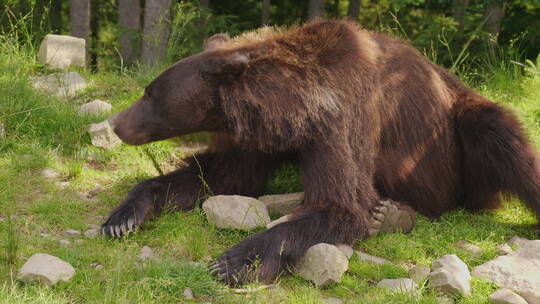 大棕熊趴在林间空地上休息