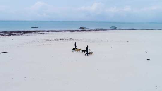 海边沙滩上遛狗