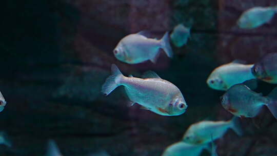 水族馆 群鱼 观赏鱼 鱼类