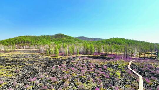 内蒙古达尔滨湖火山岩杜鹃花绽放