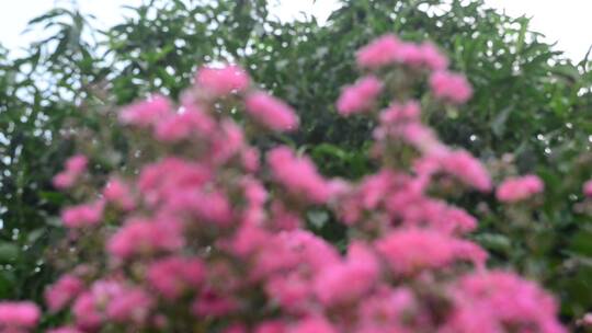 美丽粉色的植物花朵紫薇花痒痒树视频素材模板下载