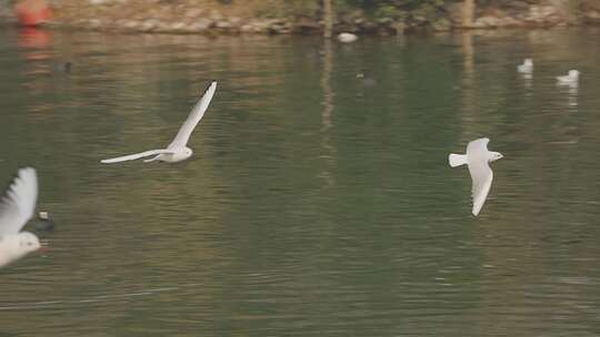 平顶山白龟山水库 湿地公园 冬季 红嘴鸥