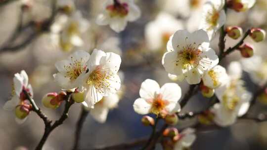 春天阳光下梅花盛开，蜜蜂在梅花花丛中飞舞