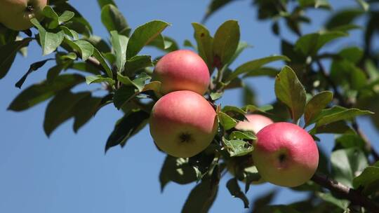 果园里熟透的苹果镜头