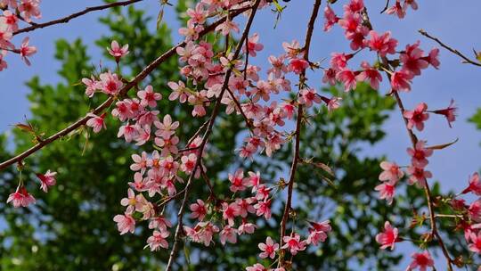 春天绽放的樱花