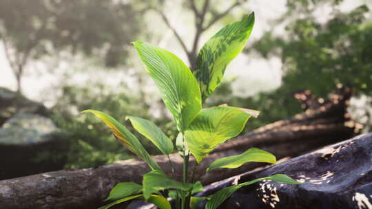 从岩石中生长出来的小植物