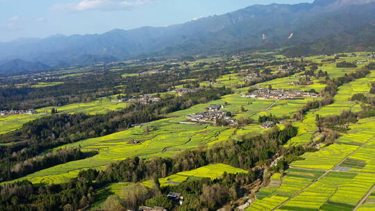 高山下的乡村金黄油菜花田