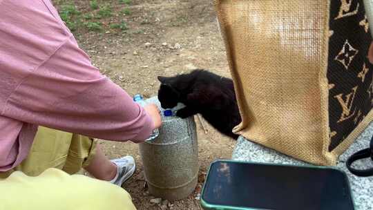 救助流浪猫黑色猫咪撸猫