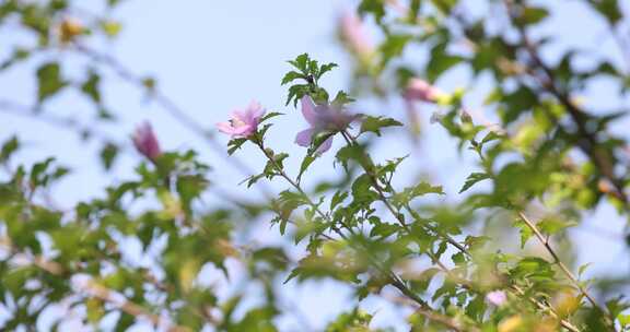 夏天阳光下木槿花盛开