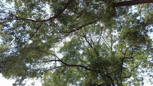 城市绿化植物树枝树叶实拍