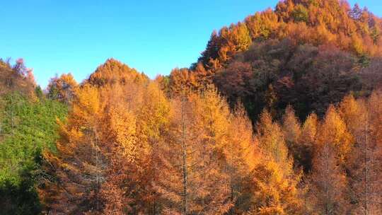 秋景秋季大兴安岭秋天