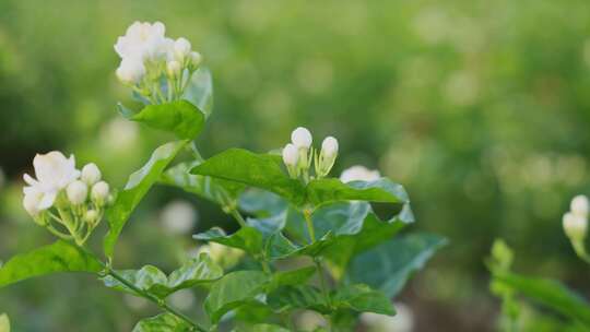 唯美茉莉花与茉莉花茶制作福州茉莉花种植园