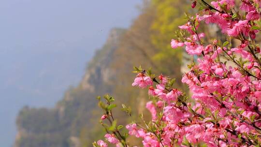 山间开花