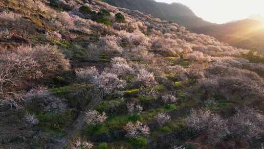 航拍福州永泰青梅花（葛岭万石村）26