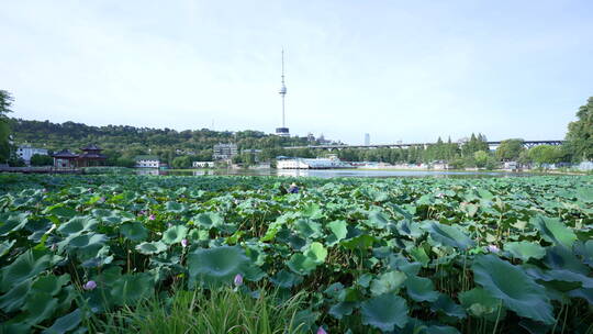 武汉汉阳莲花湖公园风景
